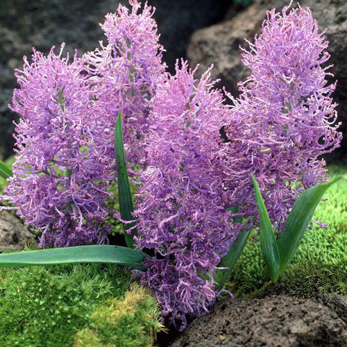 Bulbi de Muscari „Comosum Pink”, 5 Bucăți – bulbi de flori | Regatul Plantelor