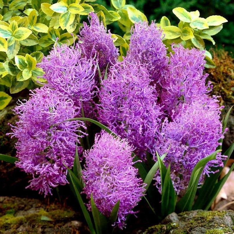 Bulbi de Muscari „Comosum Pink”, 5 Bucăți – bulbi de flori, fotografia 2 | Regatul Plantelor