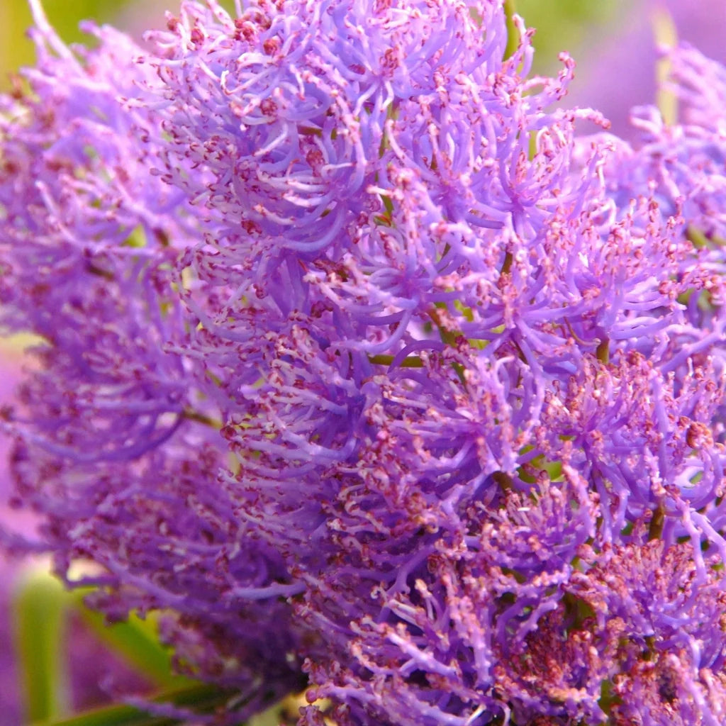 Bulbi de Muscari „Comosum Pink”, 5 Bucăți – bulbi de flori, fotografia 3 | Regatul Plantelor
