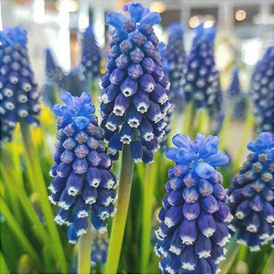 Bulbi de Muscari „Dark Eye”, 5 Bucăți – bulbi de flori, fotografia 3 | Regatul Plantelor