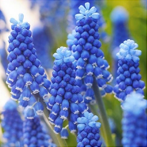 Bulbi de Muscari „Dark Eye”, 5 Bucăți – bulbi de flori | Regatul Plantelor