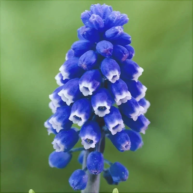 Bulbi de Muscari „Dark Eye”, 5 Bucăți – bulbi de flori, fotografia 2 | Regatul Plantelor