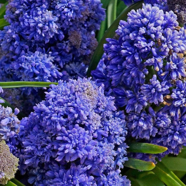 Bulbi de Muscari „Fantasy Creation”, 5 Bucăți – bulbi de flori, fotografia 3 | Regatul Plantelor