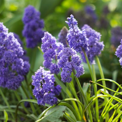 Bulbi de Muscari „Fantasy Creation”, 5 Bucăți – bulbi de flori | Regatul Plantelor