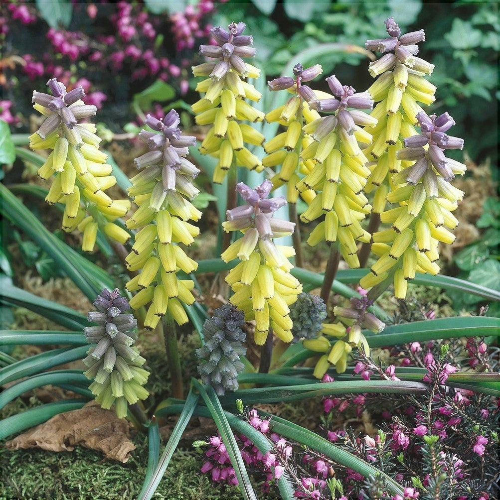 Bulbi de Muscari „Golden Fragrance”, 5 Bucăți – bulbi de flori, fotografia 4 | Regatul Plantelor