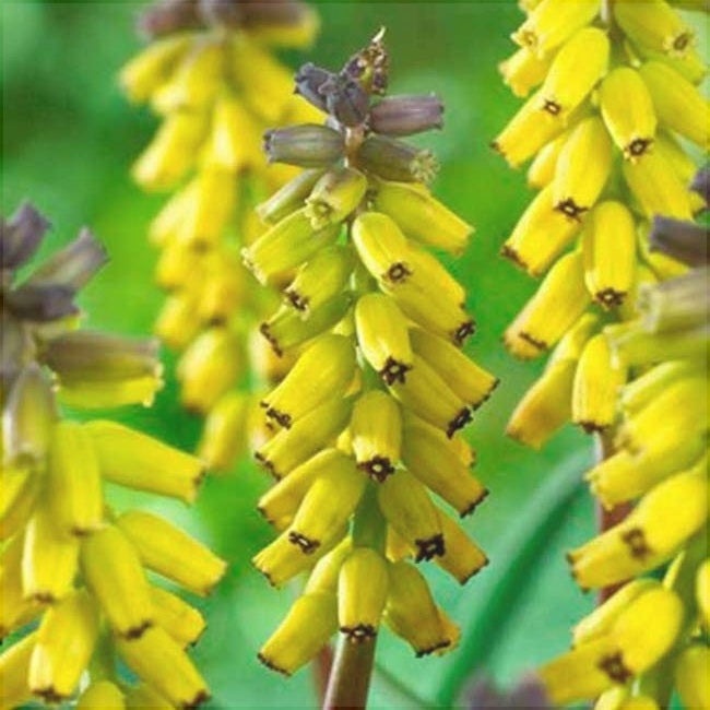 Bulbi de Muscari „Golden Fragrance”, 5 Bucăți – bulbi de flori, fotografia 3 | Regatul Plantelor