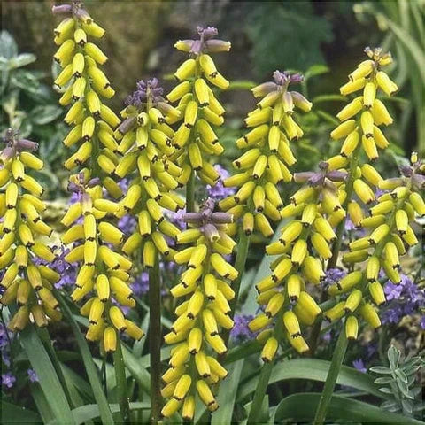 Bulbi de Muscari „Golden Fragrance”, 5 Bucăți – bulbi de flori | Regatul Plantelor