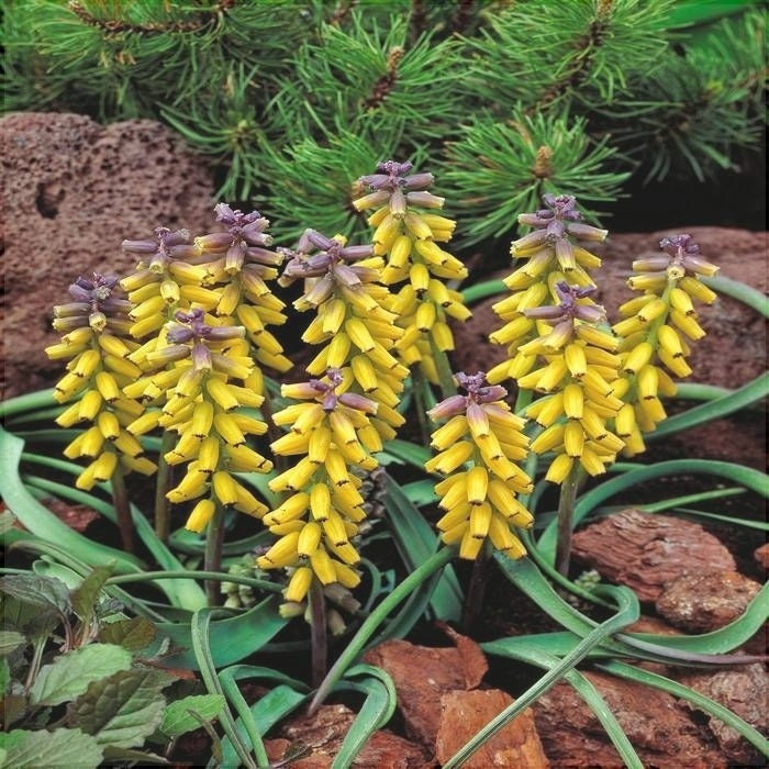 Bulbi de Muscari „Golden Fragrance”, 5 Bucăți – bulbi de flori, fotografia 2 | Regatul Plantelor