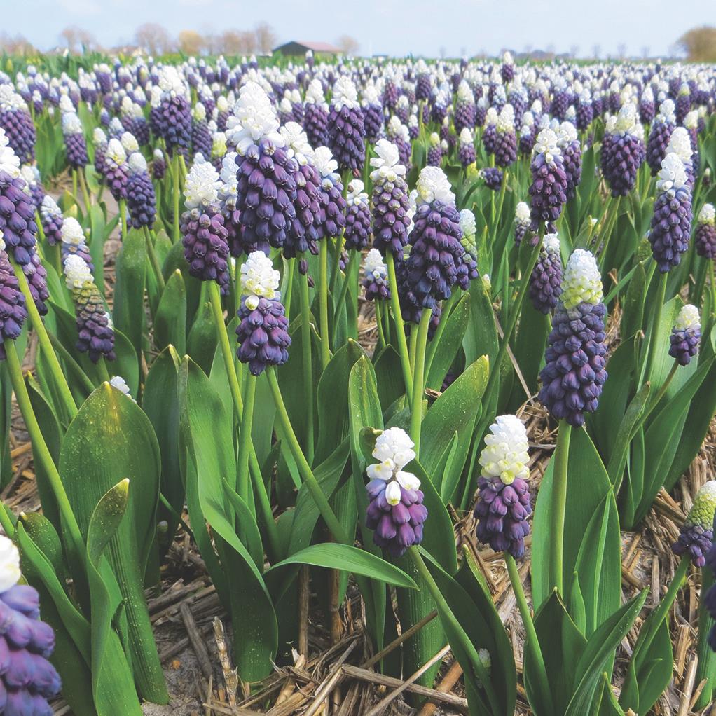 Bulbi de Muscari „Grape Ice”, 5 Bucăți – bulbi de flori | Regatul Plantelor