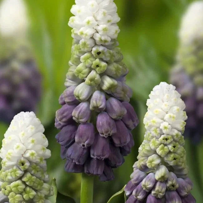 Bulbi de Muscari „Grape Ice”, 5 Bucăți – bulbi de flori, fotografia 2 | Regatul Plantelor