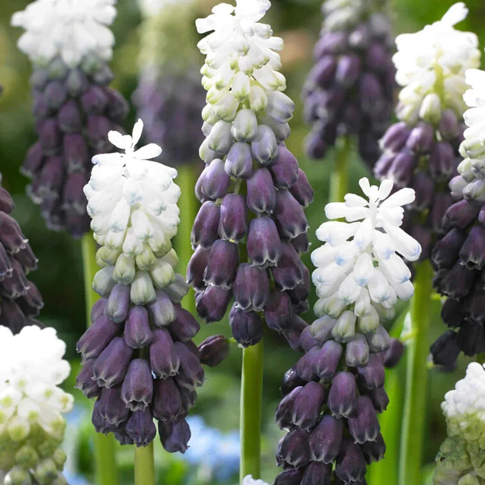 Bulbi de Muscari „Grape Ice”, 5 Bucăți – bulbi de flori, fotografia 3 | Regatul Plantelor