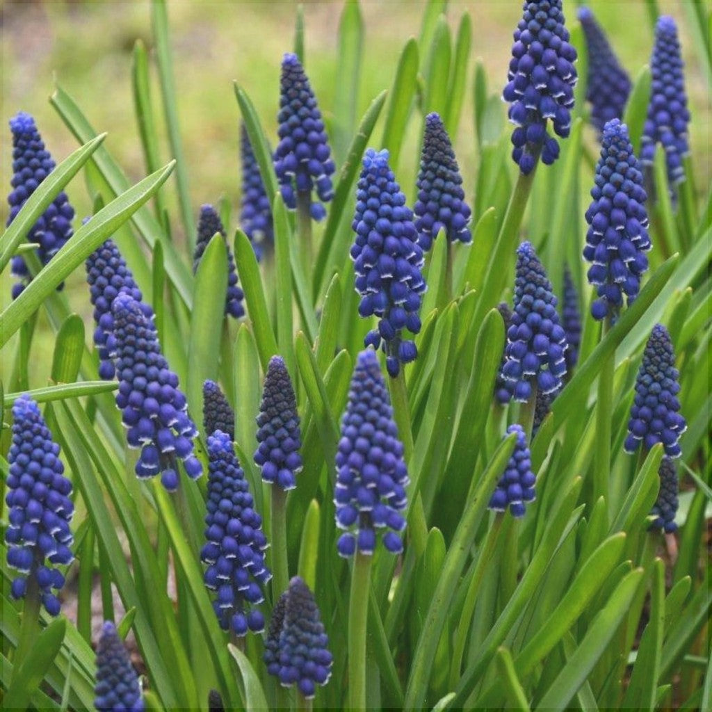 Bulbi de Muscari „Joyce Spirit”, 5 Bucăți – bulbi de flori | Regatul Plantelor