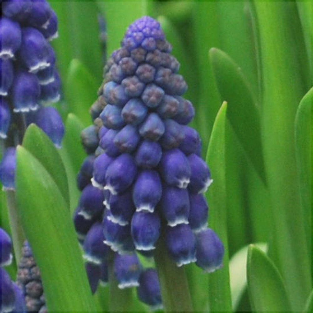 Bulbi de Muscari „Joyce Spirit”, 5 Bucăți – bulbi de flori, fotografia 2 | Regatul Plantelor