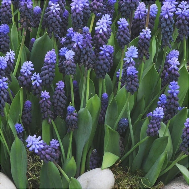 Bulbi de Muscari „Latifolium”, 5 Bucăți – bulbi de flori, fotografia 4 | Regatul Plantelor