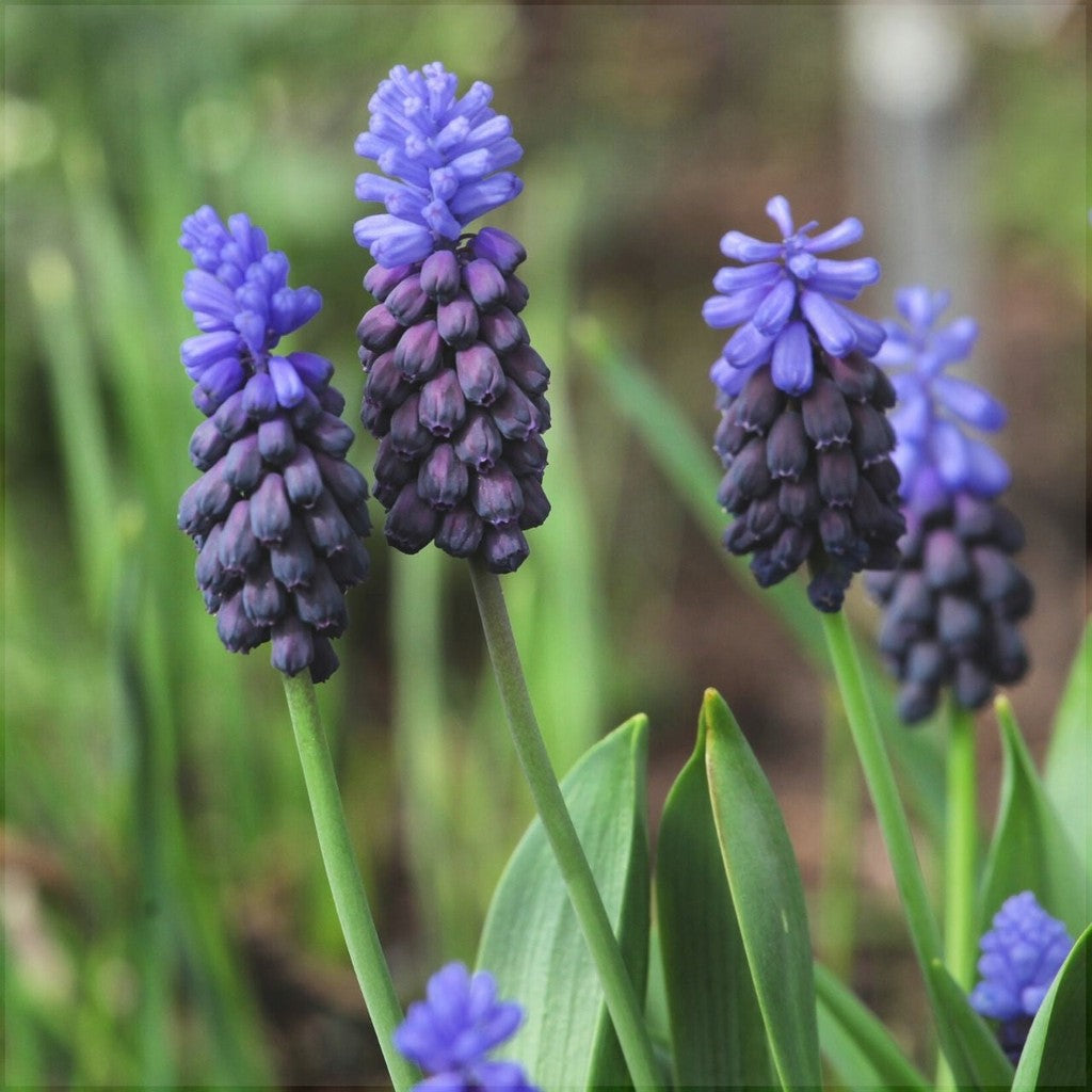 Bulbi de Muscari „Latifolium”, 5 Bucăți – bulbi de flori, fotografia 2 | Regatul Plantelor