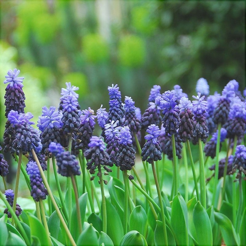 Bulbi de Muscari „Latifolium”, 5 Bucăți – bulbi de flori, fotografia 3 | Regatul Plantelor
