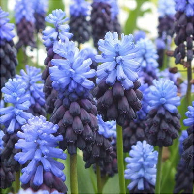 Bulbi de Muscari „Latifolium”, 5 Bucăți – bulbi de flori | Regatul Plantelor
