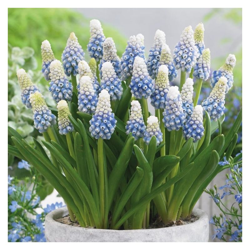Bulbi de Muscari „Mountain Lady”, 5 Bucăți – bulbi de flori | Regatul Plantelor