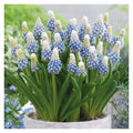 Bulbi de Muscari „Mountain Lady”, 5 Bucăți – bulbi de flori | Regatul Plantelor
