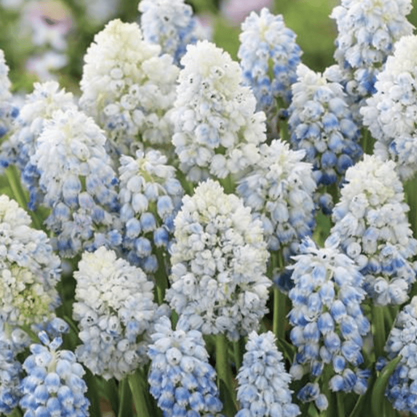 Bulbi de Muscari „Mountain Lady”, 5 Bucăți – bulbi de flori, fotografia 3 | Regatul Plantelor