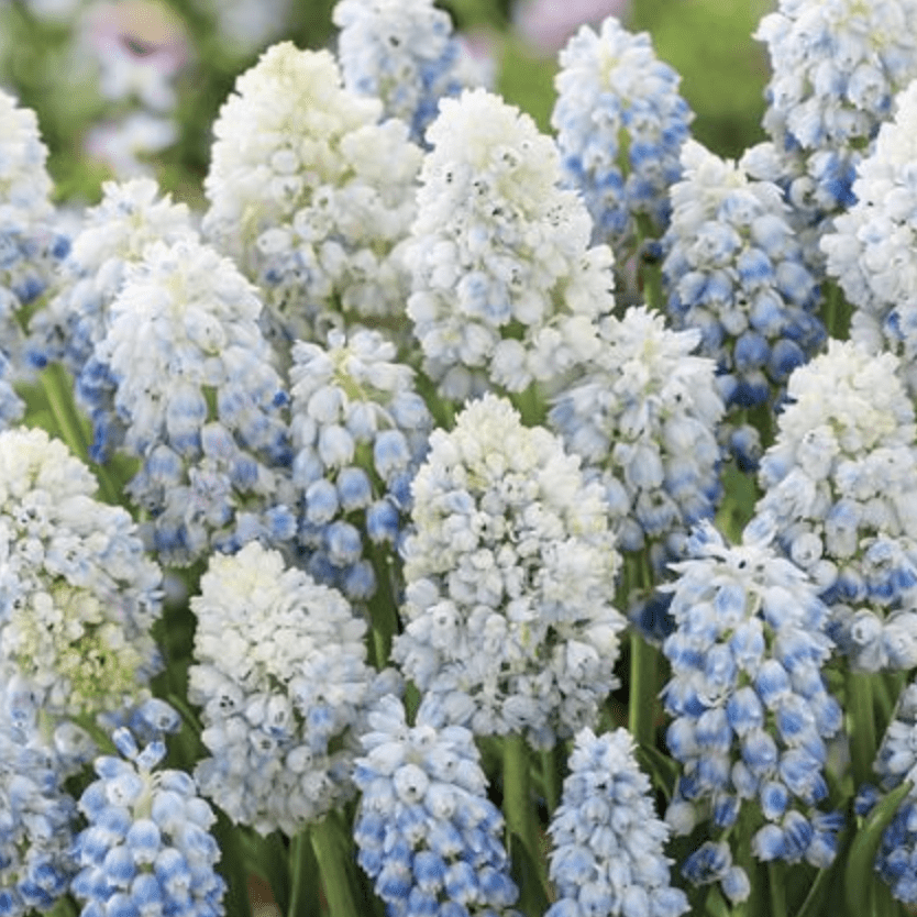 Bulbi de Muscari „Nature's Beauty”, 5 Bucăți – bulbi de flori, fotografia 2 | Regatul Plantelor