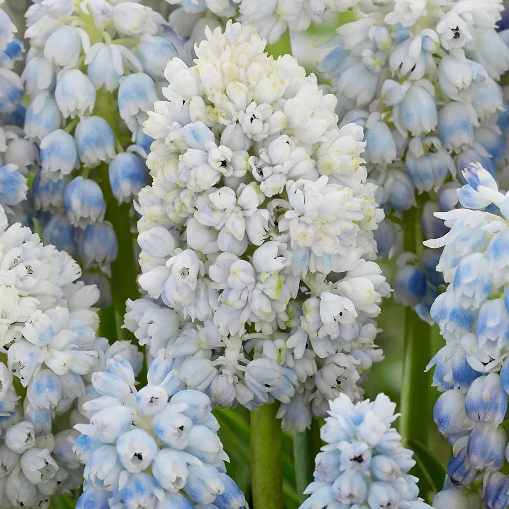 Bulbi de Muscari „Nature's Beauty”, 5 Bucăți – bulbi de flori | Regatul Plantelor