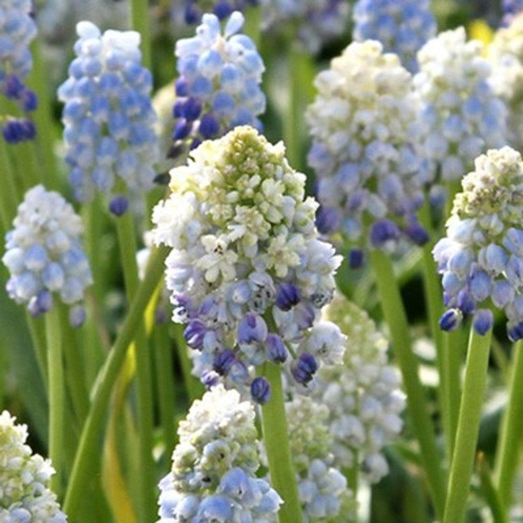 Bulbi de Muscari „Nature's Beauty”, 5 Bucăți – bulbi de flori, fotografia 3 | Regatul Plantelor