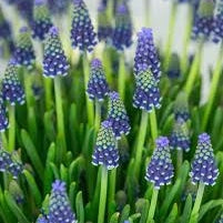 Bulbi de Muscari „Night Eyes”, 5 Bucăți – bulbi de flori, fotografia 3 | Regatul Plantelor