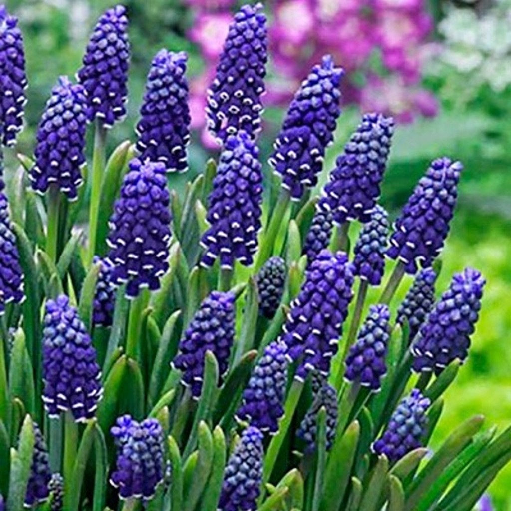 Bulbi de Muscari „Night Eyes”, 5 Bucăți – bulbi de flori, fotografia 2 | Regatul Plantelor