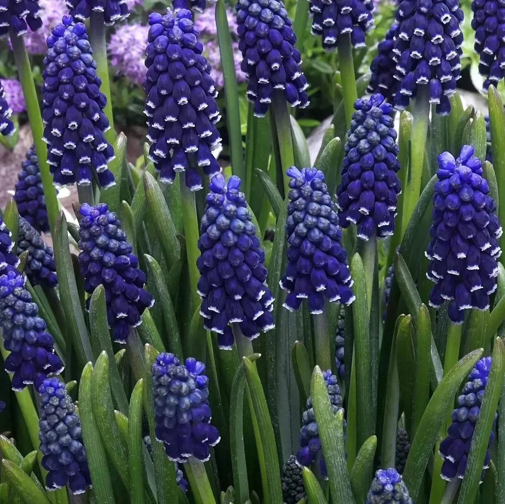 Bulbi de Muscari „Night Eyes”, 5 Bucăți – bulbi de flori | Regatul Plantelor
