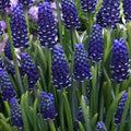 Bulbi de Muscari „Night Eyes”, 5 Bucăți – bulbi de flori | Regatul Plantelor
