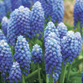 Bulbi de Muscari „Ocean Magic”, 5 Bucăți – bulbi de flori | Regatul Plantelor