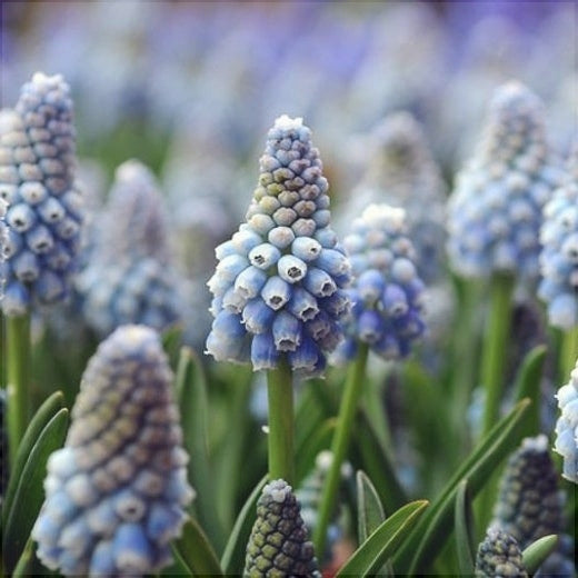 Bulbi de Muscari „Ocean Magic”, 5 Bucăți – bulbi de flori, fotografia 2 | Regatul Plantelor