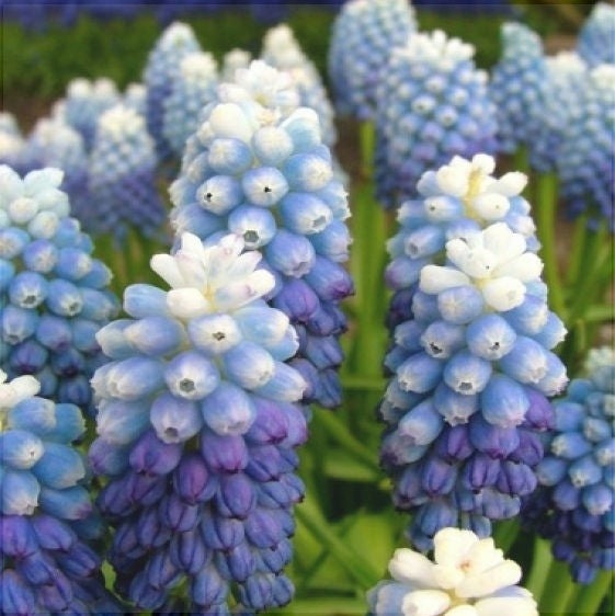 Bulbi de Muscari „Ocean Magic”, 5 Bucăți – bulbi de flori, fotografia 3 | Regatul Plantelor