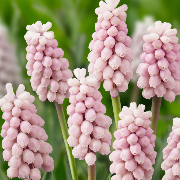 Bulbi de Muscari „Pink Sunrise”, 5 Bucăți – bulbi de flori, fotografia 3 | Regatul Plantelor