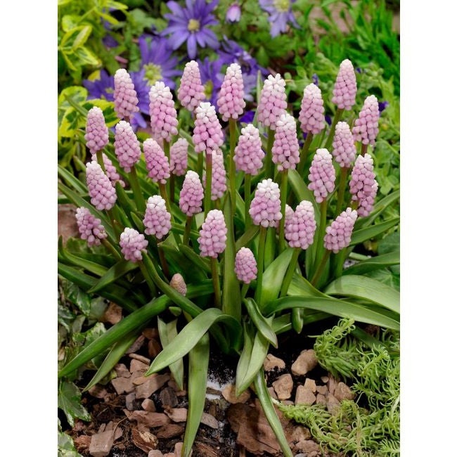 Bulbi de Muscari „Pink Sunrise”, 5 Bucăți – bulbi de flori, fotografia 2 | Regatul Plantelor