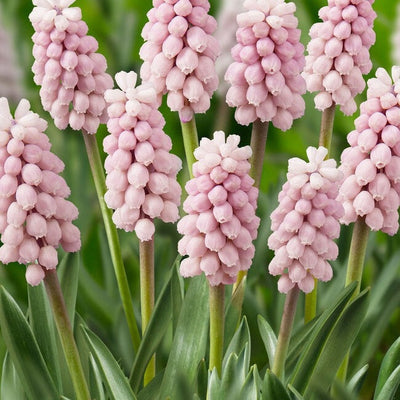 Bulbi de Muscari „Pink Sunrise”, 5 Bucăți – bulbi de flori | Regatul Plantelor