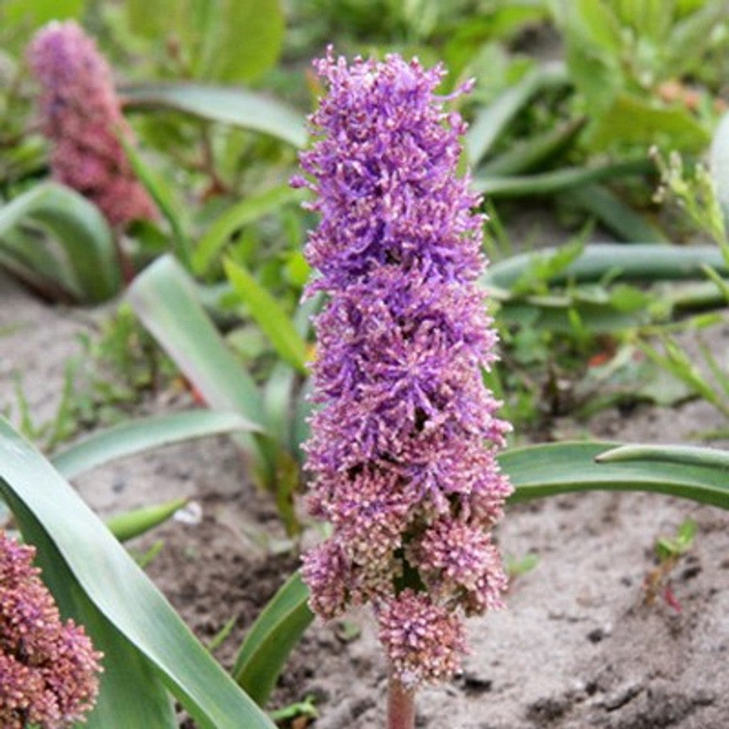 Bulbi de Muscari „Plumosun”, 5 Bucăți – bulbi de flori, fotografia 2 | Regatul Plantelor