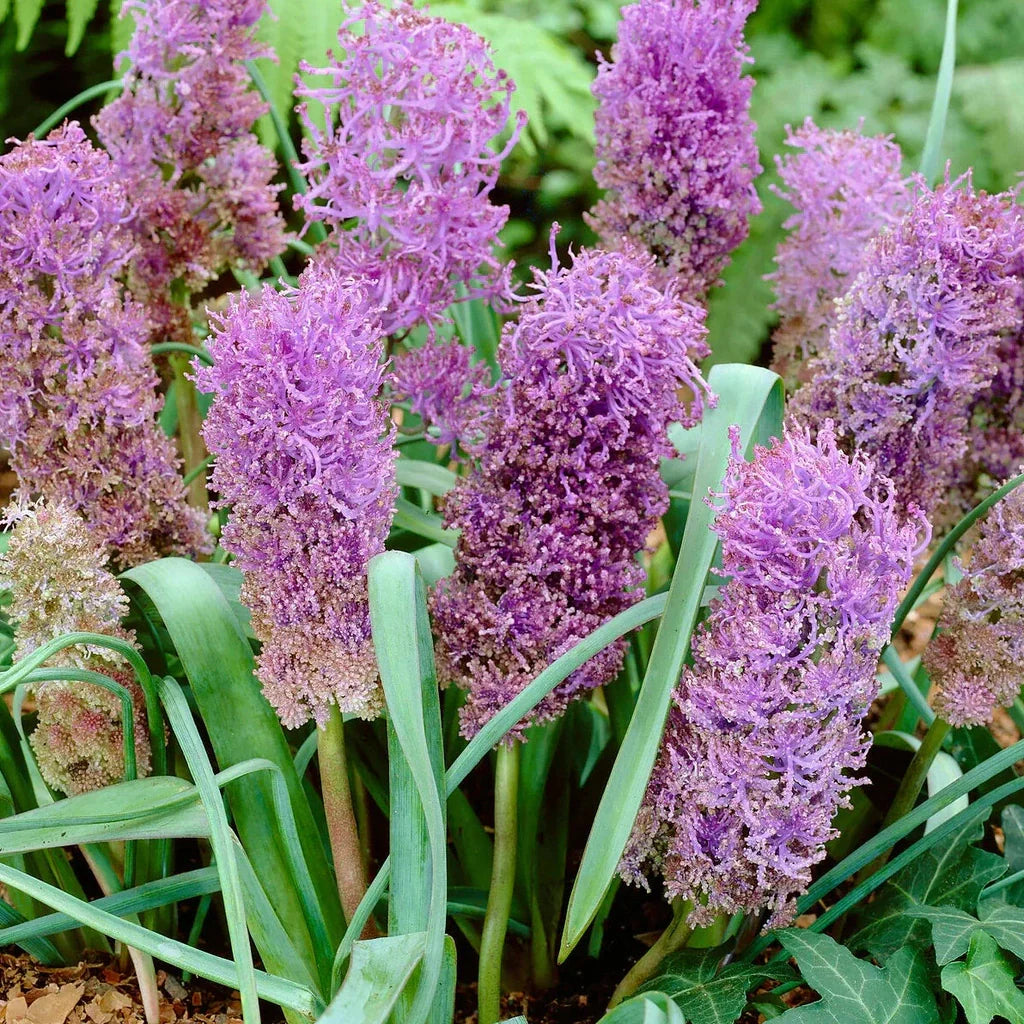Bulbi de Muscari „Plumosun”, 5 Bucăți – bulbi de flori | Regatul Plantelor