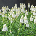 Bulbi de Muscari „Siberian Tiger”, 5 Bucăți – bulbi de flori | Regatul Plantelor