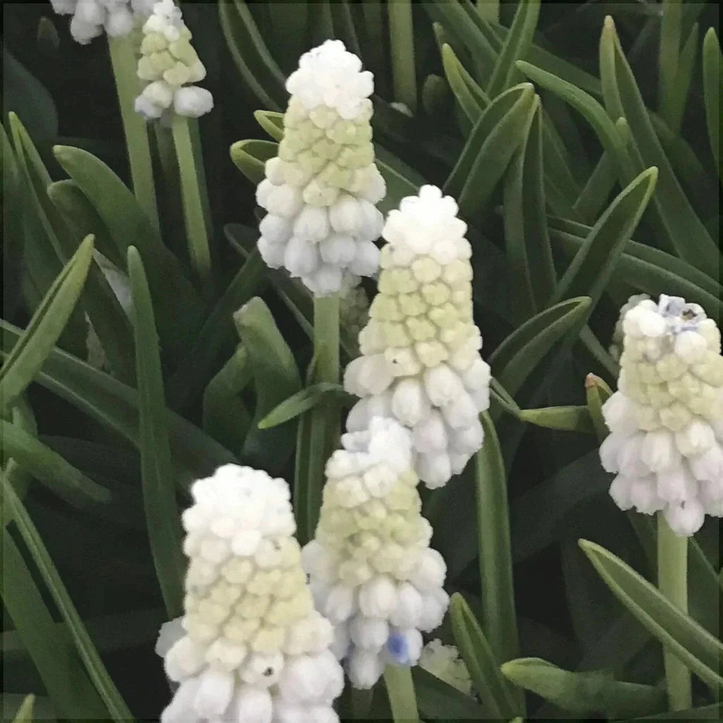 Bulbi de Muscari „Siberian Tiger”, 5 Bucăți – bulbi de flori, fotografia 3 | Regatul Plantelor