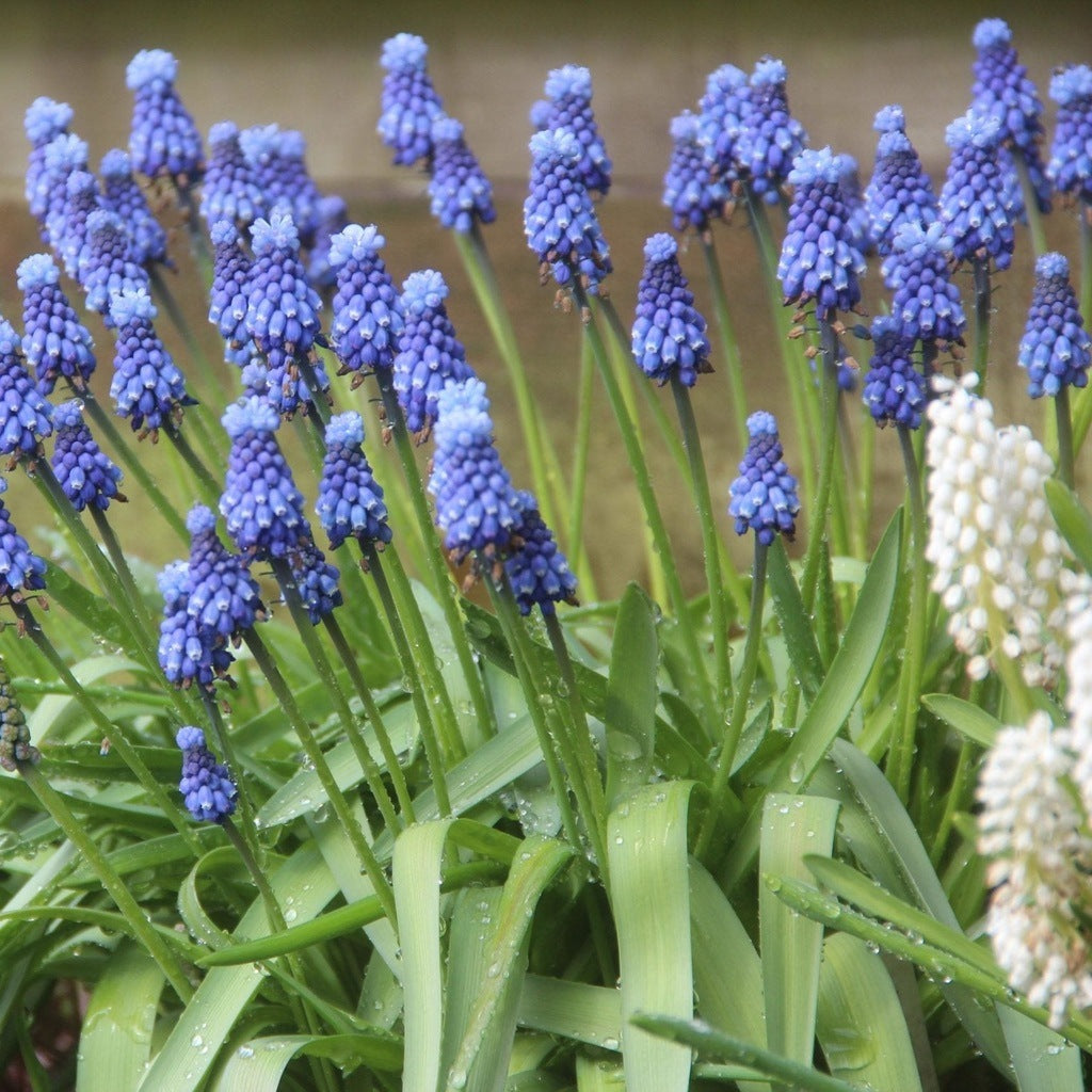 Bulbi de Muscari „Superstar”, 5 Bucăți – bulbi de flori | Regatul Plantelor
