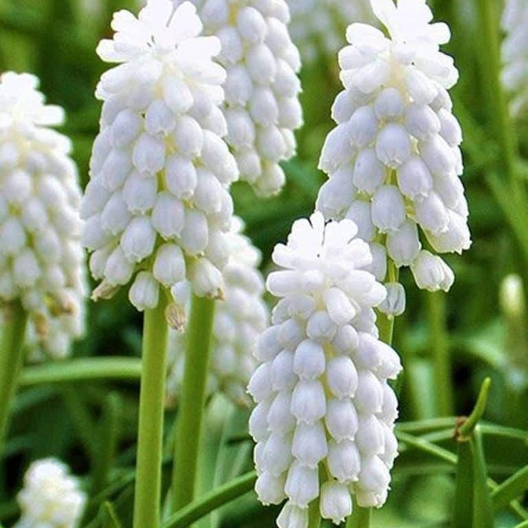 Bulbi de Muscari „White Pearl”, 5 Bucăți – bulbi de flori, fotografia 3 | Regatul Plantelor