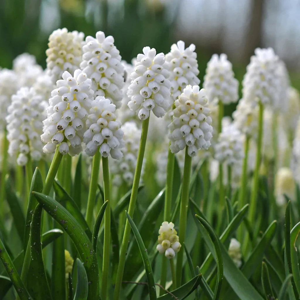 Bulbi de Muscari „White Pearl”, 5 Bucăți – bulbi de flori | Regatul Plantelor