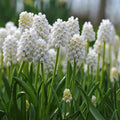 Bulbi de Muscari „White Pearl”, 5 Bucăți – bulbi de flori | Regatul Plantelor