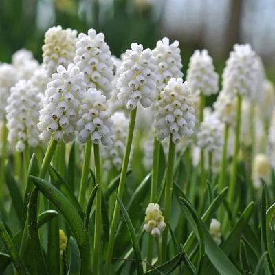 Bulbi de Muscari „White Pearl”, 5 Bucăți – bulbi de flori | Regatul Plantelor