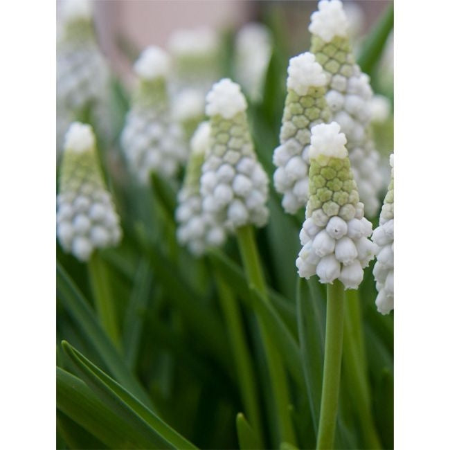 Bulbi de Muscari „White Pearl”, 5 Bucăți – bulbi de flori, fotografia 2 | Regatul Plantelor