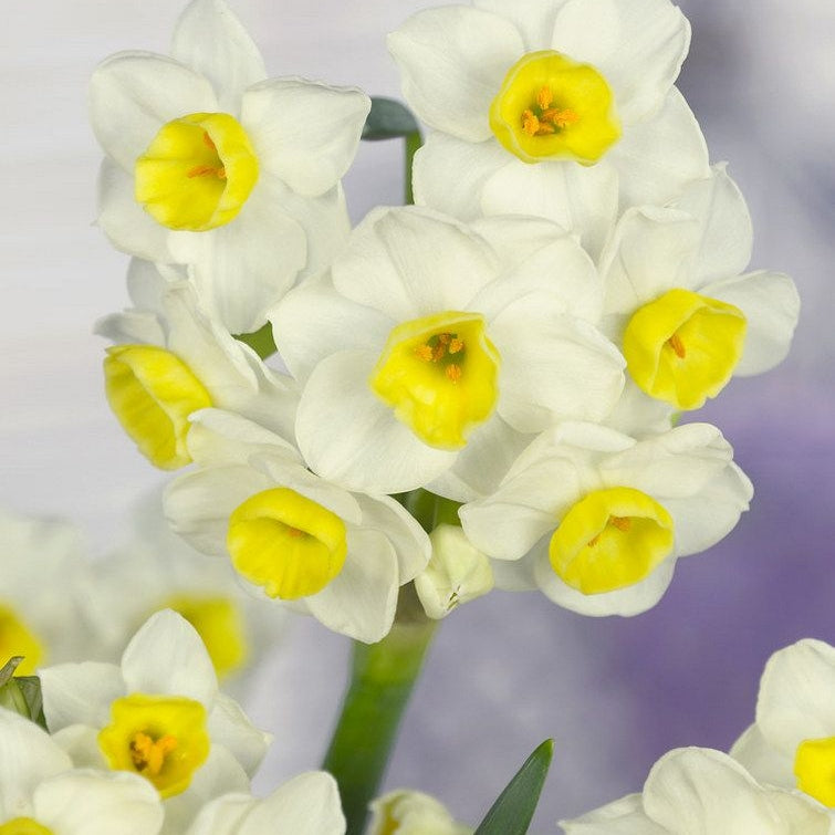 Bulbi de Narcise "Avalanche", 2 Bucati