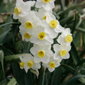 Bulbi de Narcise "Avalanche" 2 buc