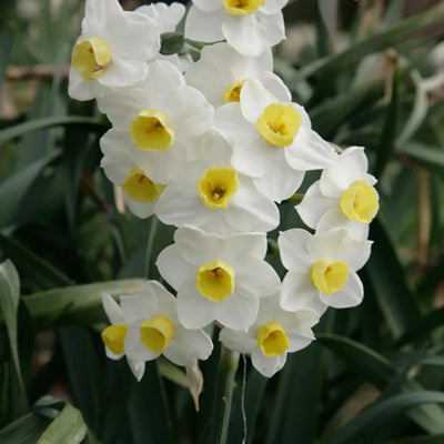 Bulbi de Narcise „Avalanche” 2 buc – bulbi de flori | Regatul Plantelor
